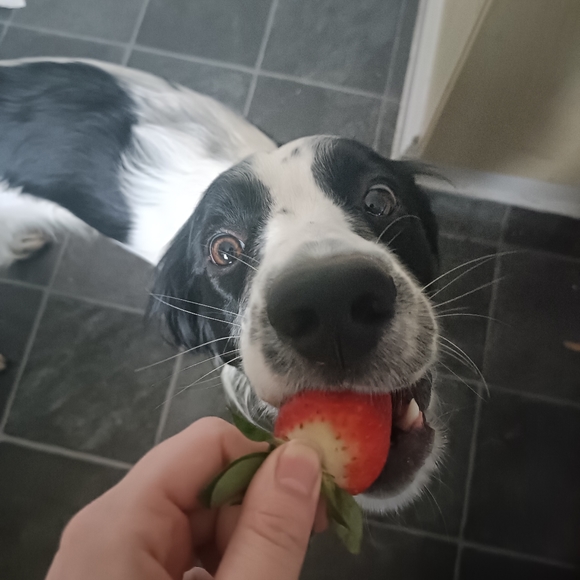 Meet your Posher, Lizzie - Picture 1 of 1